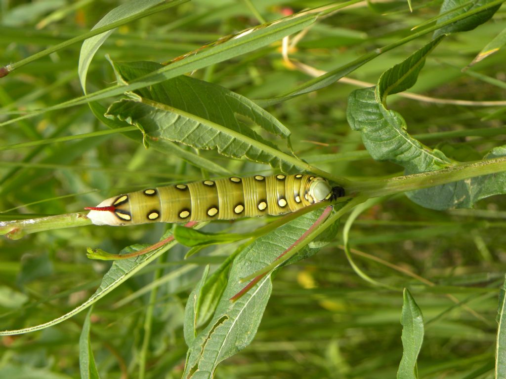 bruco da identificare